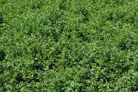 Check spelling or type a new query. Alfalfa Ipm Guide Alabama Cooperative Extension System