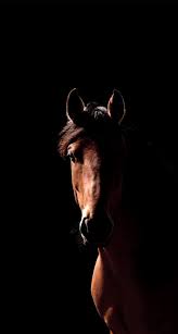 We hope you enjoyed the collection of wallpapers for windows 10. Horse Phone Background Wallpaper Horse Background Horse Wallpaper Phone Background Wallpaper