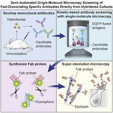 We did not find results for: Semi Automated Single Molecule Microscopy Screening Of Fast Dissociating Specific Antibodies Directly From Hybridoma Cultures Sciencedirect
