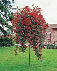 I mean for the price. Tree Rose Weeping Fuchsia For Zones 5 9 Nwi For Me Is Zone 5a My Wonder Garden Rose Trees Knockout Rose Tree Flowering Trees