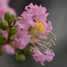 サルスベリ 花粉