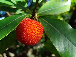 Haie de 15 arbustes fleuris varies caducs et persistants. Jardinage 7 Petits Fruits Faciles A Cultiver Chez Vous Framboisier Fraisier