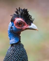 Guinea Fowl Birds That Look Like Turkeys Pin On I Want