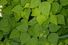 Image result for Amphicarpaea