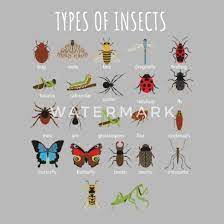 Learn these names of insects illustrated with interesting images to improve your vocabulary in english, especially for kids. Kids Types Of Insects T Shirt Bug Identification S Water Bottle Spreadshirt