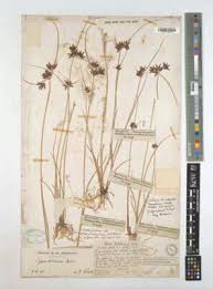 Image result for Pycreus aethiops