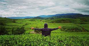 Diwilayah sekitar perkebunan terdapat banyak hamparan hutan pinus, kebun sayur, danau dan kolam pemandian air panas. 10 Tempat Wisata Kebun Teh Di Indonesia Untuk Akhir Pekan Yang Menenangkan