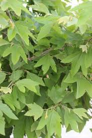 Image result for Platanus
