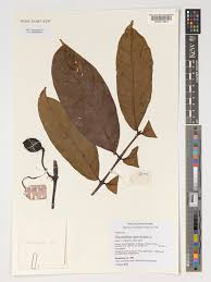 Image result for Oxyanthus speciosus