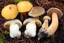 Image result for Suillus wasatchicus