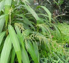 Image result for Setaria longiseta