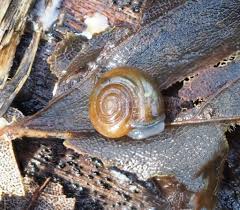 Image result for Oxyrhachis gracillima