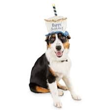 Yea… it's hard to say how these might go down. Dog Birthday Party Supplies Gifts Clothes Petco