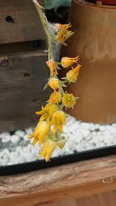 Check spelling or type a new query. Echeveria Guide Our House Plants