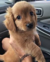 Epingle Par Bilal Sur Dogs N Pups Dressage Chien Chien A Donner Chien Mignon