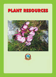 Image result for Sphaeranthus flexuosus