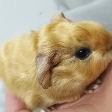 Bal qis 67 views6 months ago. Gp Bank Guinea Pig Ipoh Farm Malaysia Home Facebook