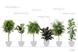 While it's true that ficus are demanding, they aren't any more complicated to take care of than other plants, as we've outlined above. Intro To Ficus Trees Stump Curated Plants Sustainably Crafted Wares