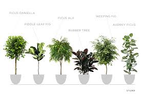 Check spelling or type a new query. Intro To Ficus Trees Stump Curated Plants Sustainably Crafted Wares