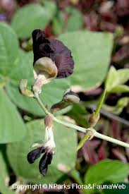 Image result for Macroptilium atropurpureum