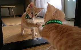 Download and use 1,000+ funny stock videos for free. Free Download Funny Hd Cat Wallpaper Funny Cat Wallpaper Hd Cat Wallpaper Funny 1440x900 For Your Desktop Mobile Tablet Explore 76 Funny Kittens Wallpaper Funny Kitten Wallpaper And Screensavers