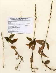 Image result for Zeuxine elongata