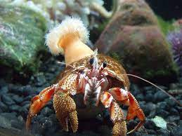 The film stars rehman, nadira, subhash ghai and paintal in lead roles. Some Hermit Crabs Support A Sea Anemone On Their Shell When The Crab Has To Move To A New Shell It Gently Dislodges The Anemone From The Old Shell And Places It