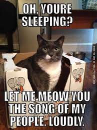 Cat People Will Definitely Relate To These Memes Cats Crazy Cats Funny Cat Memes