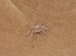 Who must support their weight against gravity while walking. Spider Sand White Free Photo On Pixabay