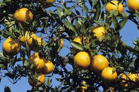 What fruit trees have thorns? Orange Tree Stems Are Frequently Armed With Thorns Which Are Most Numerous And Prominent Before Trees Begin Bearing Fruit Citrus Trees Calamansi Orange Tree
