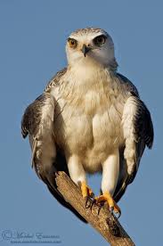 Small Birds Of Prey South Africa Pin On Nature Bird Watching