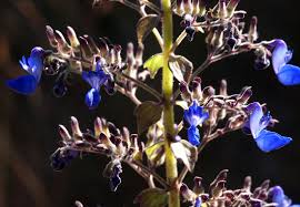 Image result for Coleus thyrsoideus