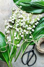 Check out our botanical art print lily of the valley selection for the very best in. Lily Of The Valley Flowers Being Prepared On A Table Stock Photo Offset