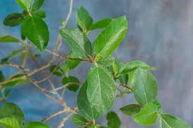 Image result for Ficus sycomorus