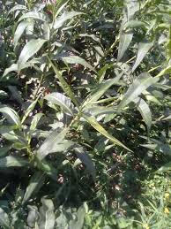 Image result for Persicaria barbata