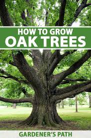 Can Anyone Tell Me Why The Dark Oak Isn'T Growing. : R/Minecraft