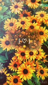 Fondo pantalla girasoles full hd girasoles en tablero de madera. Girasoles Fondos De Fondos De Pantalla Girasoles Fondo De Pantalla Para Telefonos