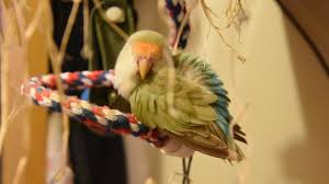 我家啾啾 愛情鳥小鸚 橙額白臉綠小鸚 小桜インコ Lovebird In 2020 Love Birds Pet Supplies Interesting Things