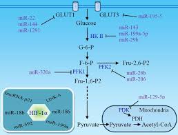 The potential target enzymes and respective inhibitors are indicated in blue. The Glycolytic Switch In Tumors How Many Players Are Involved