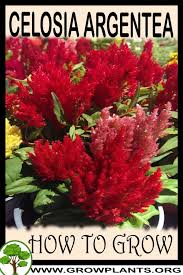 Spiky, fuzzy, magenta, prismatic plumes on tall, strong stems with small leaves on top. Celosia Argentea How To Grow Care