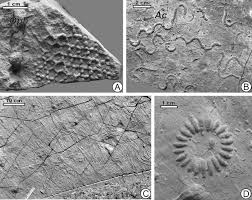 Ichnogenus lorenzinia gabeli, 1900 lorenzinia isp. Deep Sea Ichnology Development Of Major Concepts Sciencedirect