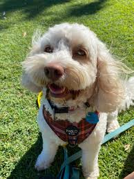 🐶 Thursday Walk & Trains with Beth! 🐕 Shelby & Astro, Loki, Charlie,  Willow & Frankie, and Chilli! 📧 📞 Get in touch with our team via phone or  text