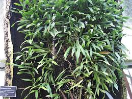 Image result for Bulbophyllum unifoliatum
