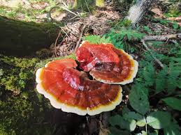 Image result for Ganoderma tsugae