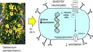 Image result for Gelsemium