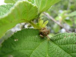 Image result for Grewia villosa