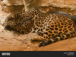 Check spelling or type a new query. Jaguar Panthera Onca Image Photo Free Trial Bigstock