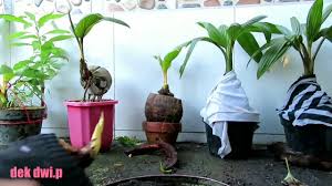 Dibawah ini saya mengumpulkan sepuluh pohon bonsai yang sangat unik dan pasti mungkin banyak juga yang mencari gambar bonsai kemuning, bonsai loa juara, dan cara. Cara Mudah Memindahkan Bonsai Kelapa Air Ke Media Tanah Youtube