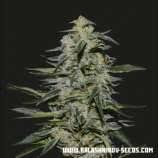 Check spelling or type a new query. All Martian Candy Cannabis Marijuana Strains Seedfinder Strain Info