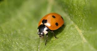 Control your garden pests in an environmentally friendly way. Ladybugs Great Allies In The Biological Control Of Pests In Cannabis Plantations